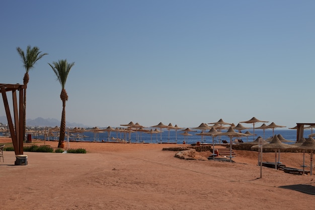 Sunny resort beach with palm tree at the coast shore of Red Sea