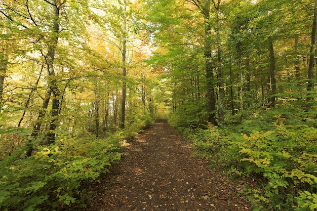 Sunny scenery of a forest trail surrounded by lots od green-leaved trees