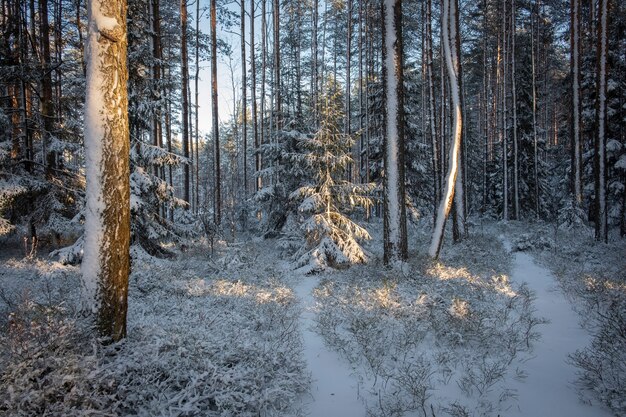 Sunny snowy winter forest with firs and pines