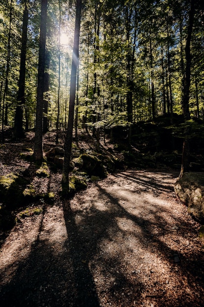 Sunny summer coniferous forest Sunlight sunbeams through woods In forest landscape Sumava national park Czech republic