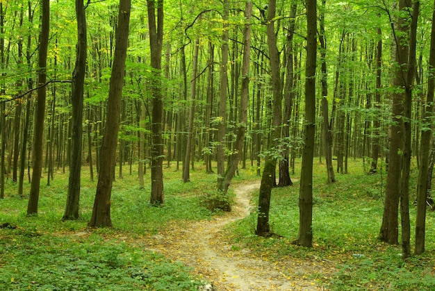 Sunny summer day in green forest