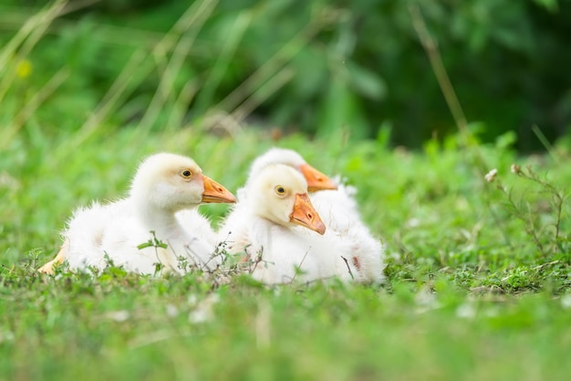 Sunny summer landscape with domestic geese on meadow Geese graze on green grass