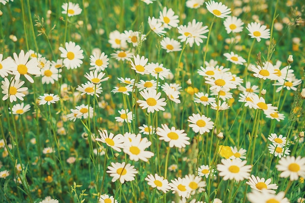 A sunny summer meadow with daisies a beautiful background