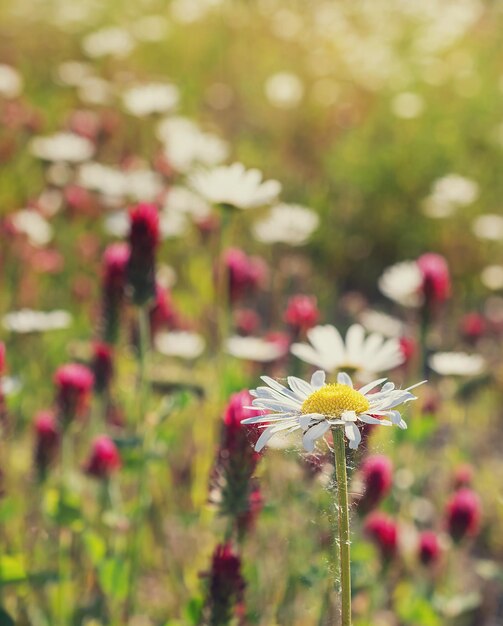 A sunny summer meadow with daisies a beautiful background