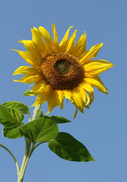 Sunny Sunflower