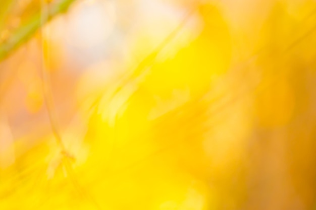 Sunny trees abstract nature bokeh texture Colorful autumn bokeh background