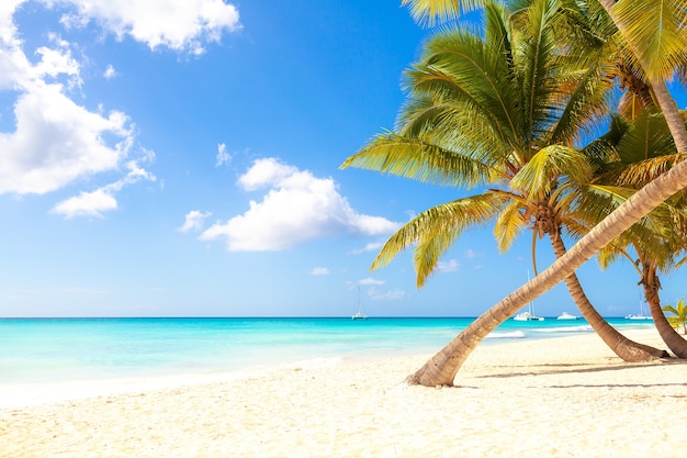 Photo sunny tropical paradise beach with white sand and palms