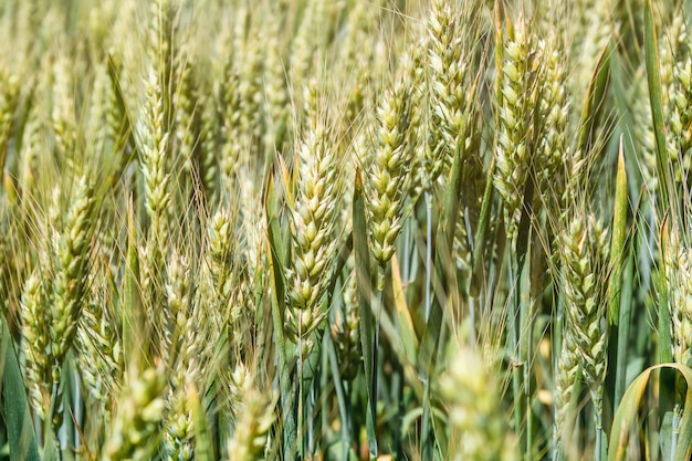 Sunny unripe wheat field background