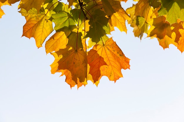 Sunny weather in autumn park with maples