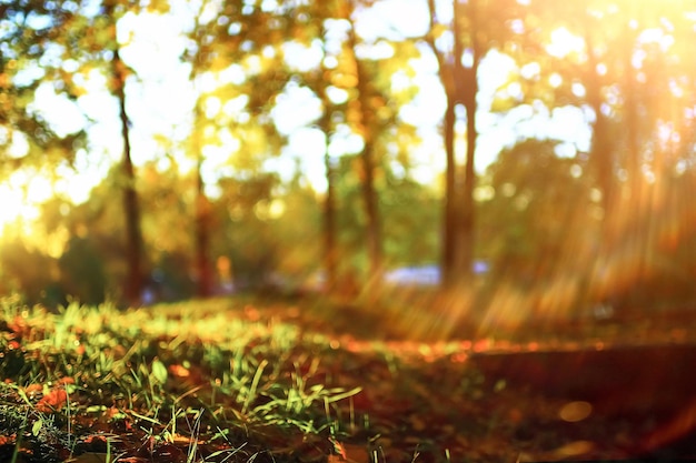 Sunny weather in autumn park