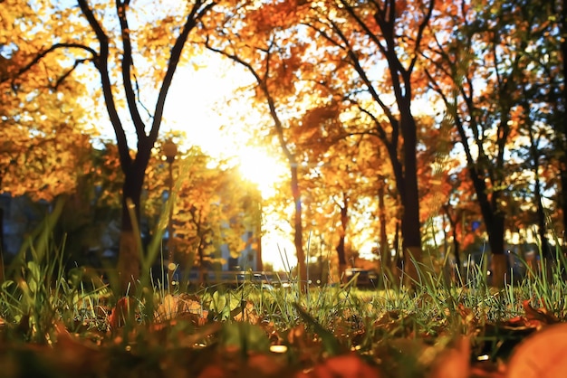 Sunny weather in autumn park