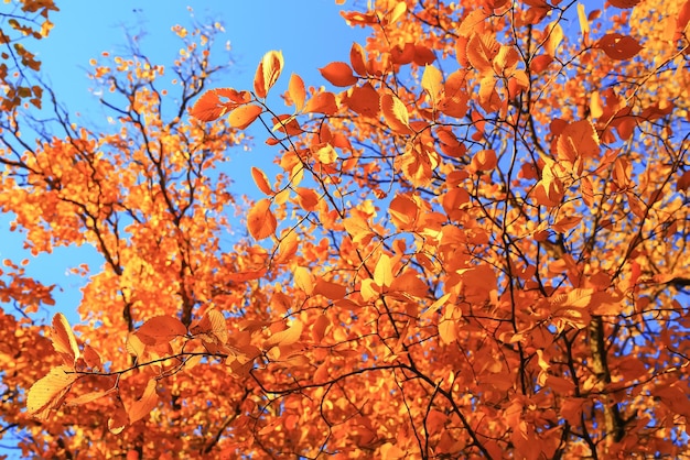 Sunny weather in autumn park