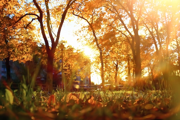 Sunny weather in autumn park