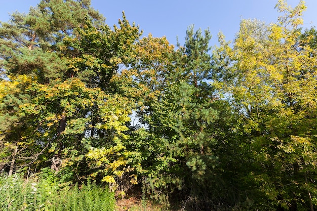 Sunny weather in the autumn season in the park, beautiful bright autumn weather in nature