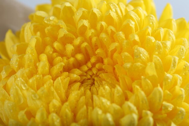 Sunny yellow chrysanthemum macro