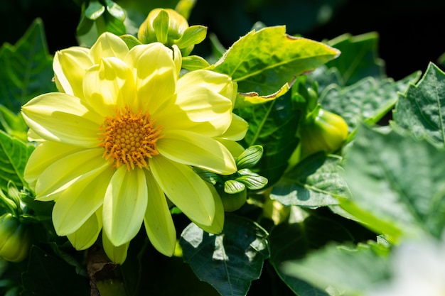 Sunny yellow dahlia flower on a green background Annual dahlias