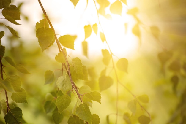 Sunny young green spring leaves of birch tree natural eco seasonal background with copy space