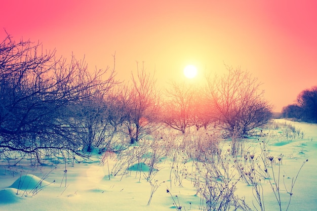 Sunrise over apple orchard in frosty snowy morning in snowy winter