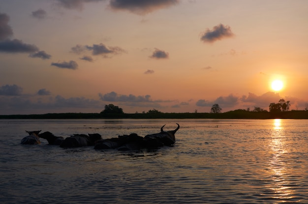 sunrise and buffalo in water at Thalenoi Wildlife Sanctuary, Phatthalung, Thailand.