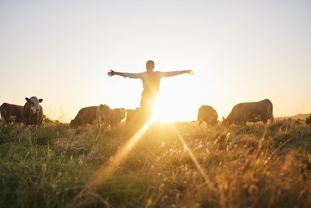 Sunrise cows and woman on farm with open arms for freedom adventure and excited for agriculture Sustainable farming morning and back of farmer with cattle livestock and animals in countryside