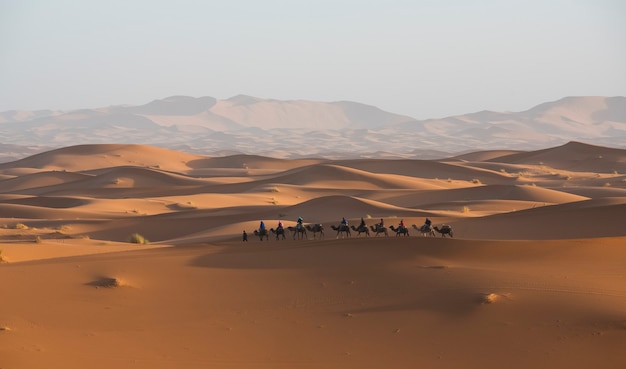 Sunrise in the desert with camel caravan