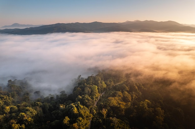 Sunrise in the forest