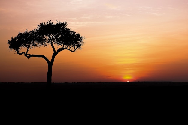 Sunrise behind an iconic acacia tree in the maasai mara