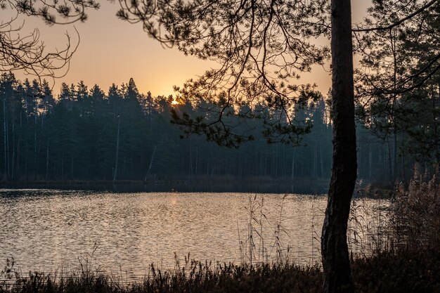 Sunrise over the lake in the forest Silhouette of a pine tree on the background of water and forest