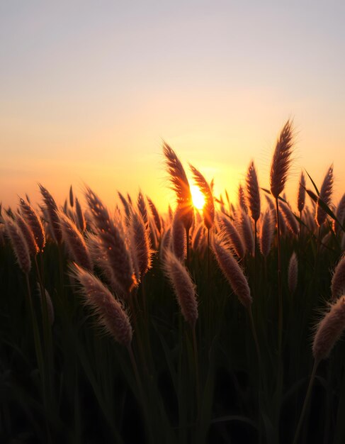 Sunrise Over Pampas Grass isolated with white highlights