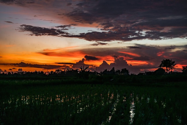 Sunrise on rice fields Ubud Bali Tegallalang Indonesia