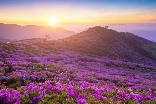 Sunrise view of royal azalea flowers at Hwangmaesan Mt near Hapcheongun South Korea