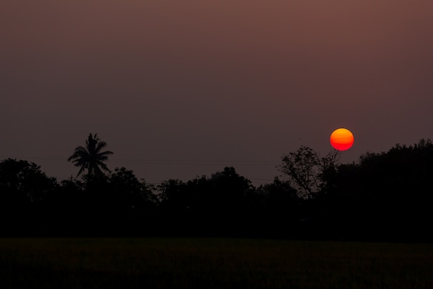 sunrise with silhouette trees. 