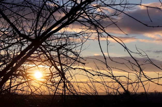 Sunset against the background of a leafless tree