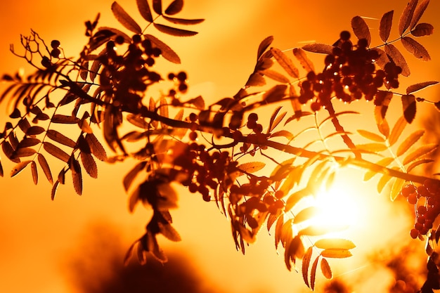 Sunset ashberry in direct sunlight background hd