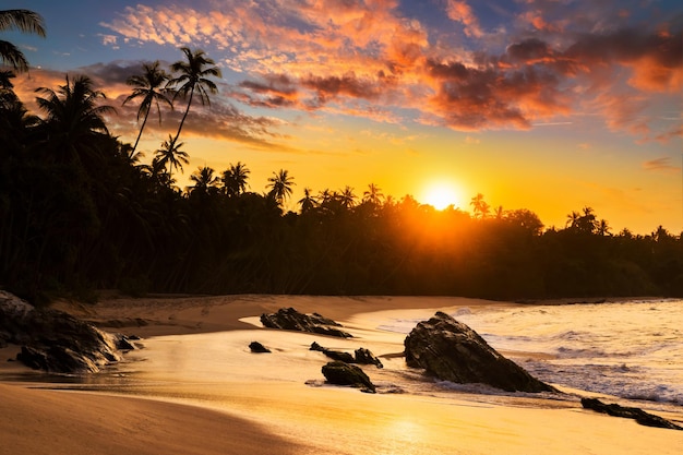 Sunset on the beach with coconut palms Sri Lanka