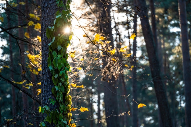 Sunset in the evergreen forest sun rays through the pine tree trunks magical mood