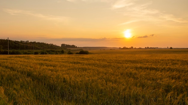 Sunset over a field of grain with road leading toward the horizon