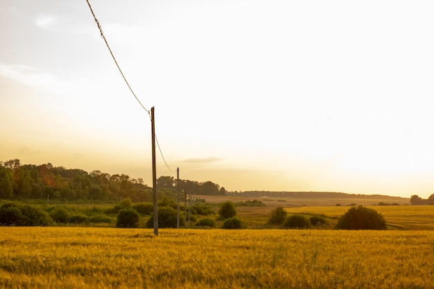 Sunset over a field of grain with road leading toward the horizon