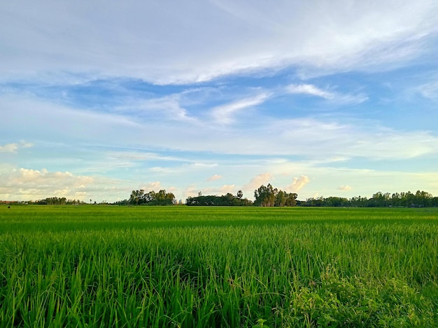 sunset over the field, landscape with field and sky, field and sky with clouds