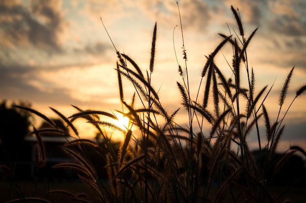 Sunset field landscape