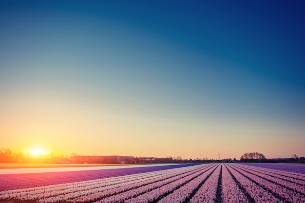 Sunset over fields of daffodils