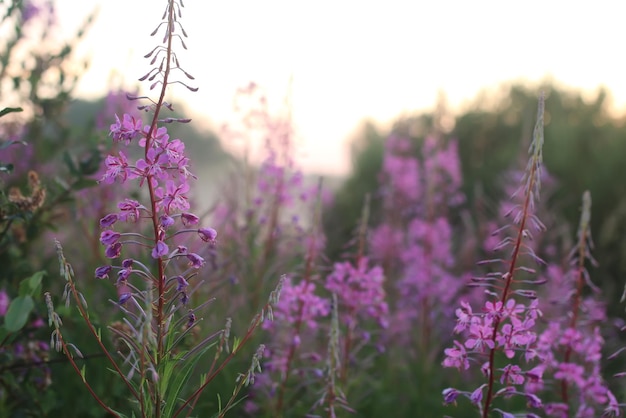 Sunset flower fog