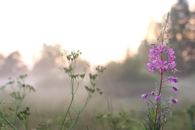 Sunset flower fog