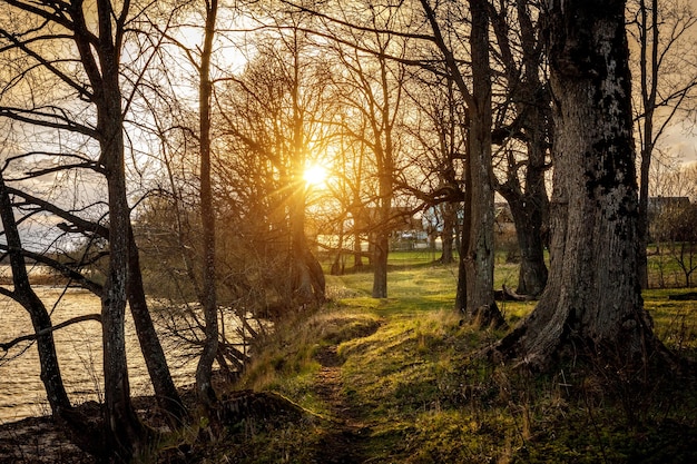 Sunset at forest by the lake