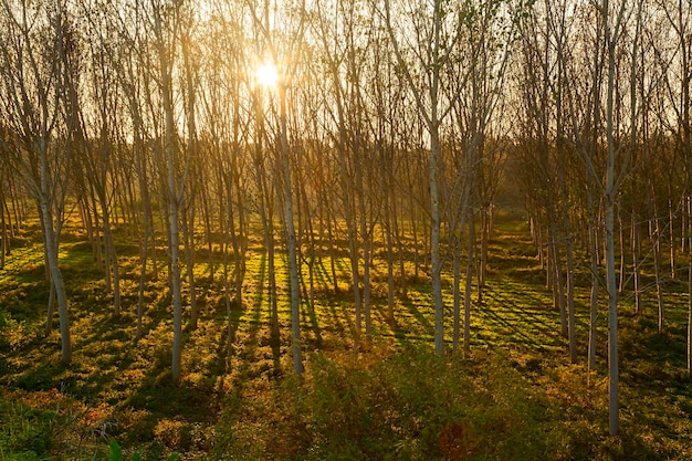 Sunset in the forest