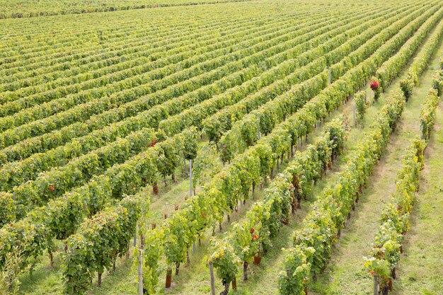 Sunset, Landscape, Bordeaux Wineyard, France Europe