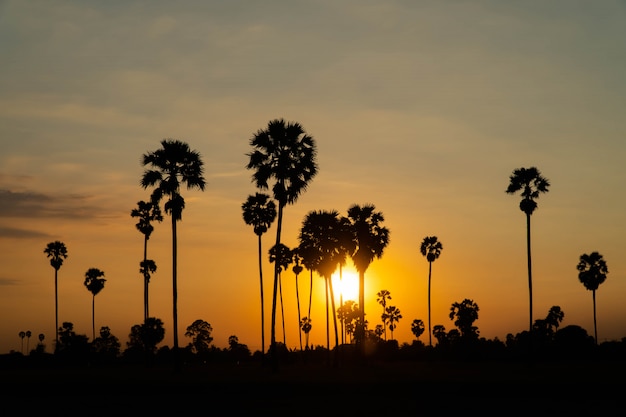 Sunset landscape with palm trees silhouette