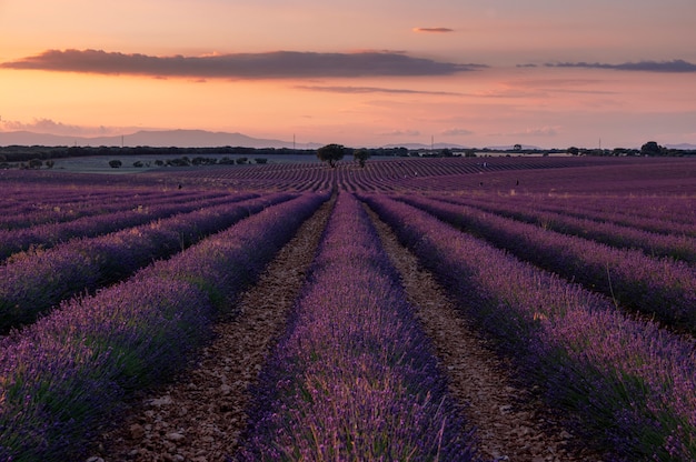 Sunset in lavender fields. Brihuega Guadalajara Spain