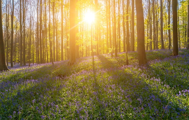 Sunset light rays at the bluebell flower forest