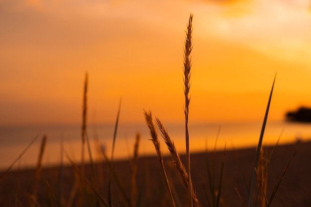 A sunset over the ocean with a few tall grass in the foreground